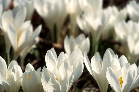 Na loukách a v zahradách v Lačnově na Vsetínsku rozkvetl vzácný šafrán bělokvětý. / Ilustrační foto Na loukách a v zahradách v Lačnově na Vsetínsku rozkvetl vzácný šafrán bělokvětý. / Ilustrační foto