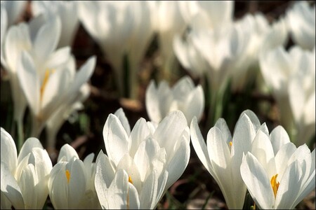 Na loukách a v zahradách v Lačnově na Vsetínsku rozkvetl vzácný šafrán bělokvětý. / Ilustrační foto