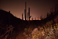 Kaktus Saguaro v parku Catalina v Arizoně v noci