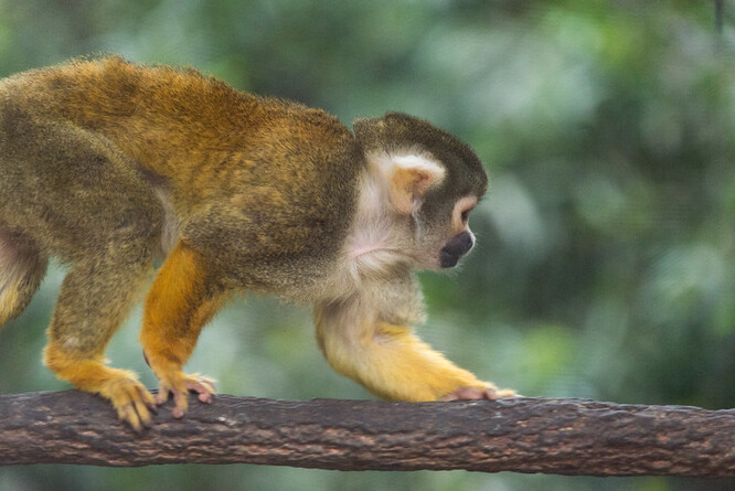 Kotul veverovitý je malá opice z čeledi malpovitých, která obývá Jižní Ameriku.