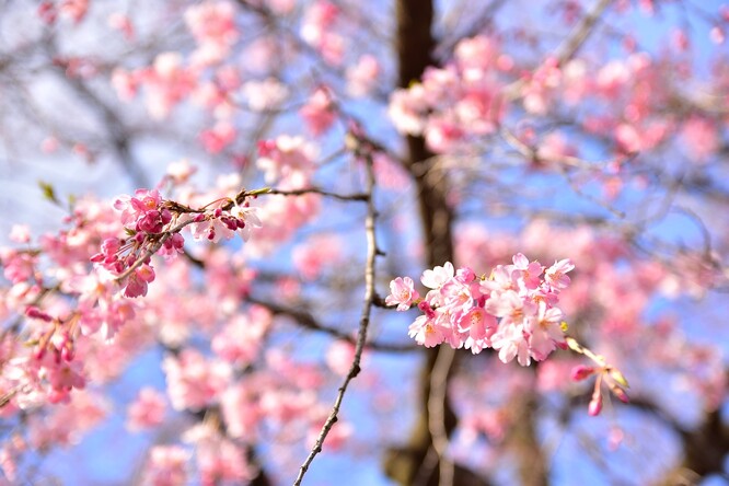 Pracovník japonského meteorologického úřadu našel včera po poledni místního času na jednom ze stromů u tokijské svatyně Jasukuni 11 rozvíjejících se květů. Stalo se tak o deset dní dřív, než je průměr, a o šest dní dřív než loni.