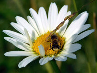 Samotářská včela z rodu hedvábnice