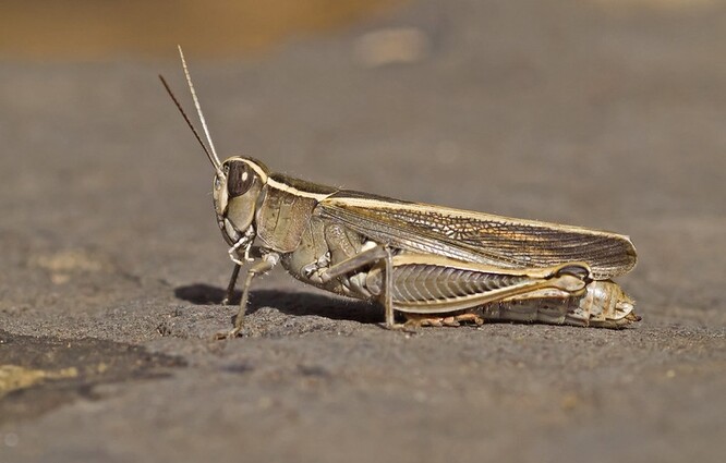 Saranče slaništní se v poslední době v Česku šíří, protože jim vyhovuje teplejší podnebí. Saranče slaništní se v poslední době v Česku šíří, protože jim vyhovuje teplejší podnebí.
