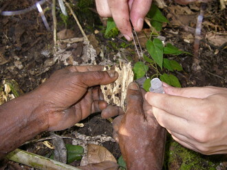 Sběr vzorků z mravenčích hnízd v pralese si vyžaduje hrubou sílu rozlamování větví a kopání, stejně jako jemnou práci s pinzetou. Nedílnou součástí je spolupráce vědců a domorodců, znalců místní přírody.
