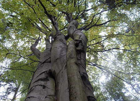 Anketa hledá stromy s historií a příběhem. Příběhy starých stromů nám připomínají, jak důležitou roli v našich životech hrají. Jsou živou součástí naší minulosti i současnosti, a proto je potřeba o ně pečovat.