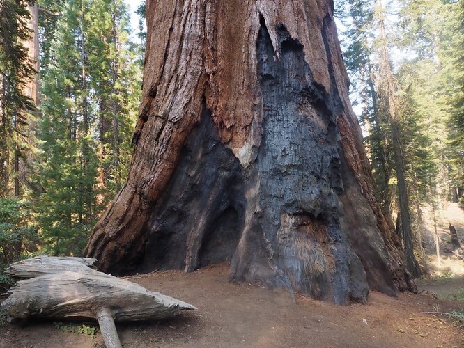 Sekvojovce obrovské jsou největšími stromy na Zemi co do objemu a vyskytují se pouze v několika desítkách hájů na západní straně pohoří Sierra Nevada.