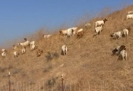 Prezidentskou knihovnu Ronalda Reagana v Kalifornii pomohlo před ničivým požárem zachránit vyhladovělé stádo 500 koz.