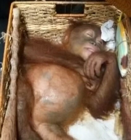 Mládě orangutana, které se zdrogované a ukryté v zavazadle pokoušel na jaře ruský turista propašovat z indonéského ostrova Bali, se vrátí do divoké přírody.