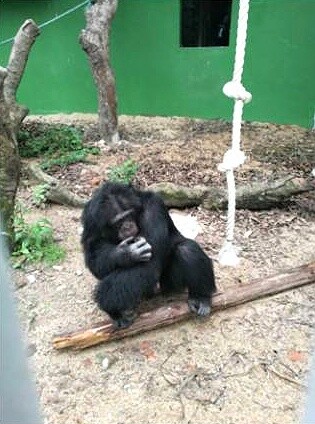 Šimpanz Sherley v Číně