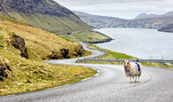 Sheep view 360