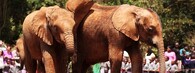 Sloní sirotci v odchovném zařízení u Nairobi