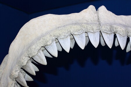K vidění je i sbírka čelistí a zubů žraloků