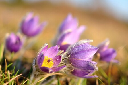 Stovky, možná tisíce fialových květů konikleců velkokvětých vyrašily na louce na Kamenném vrchu. / Ilustrační foto