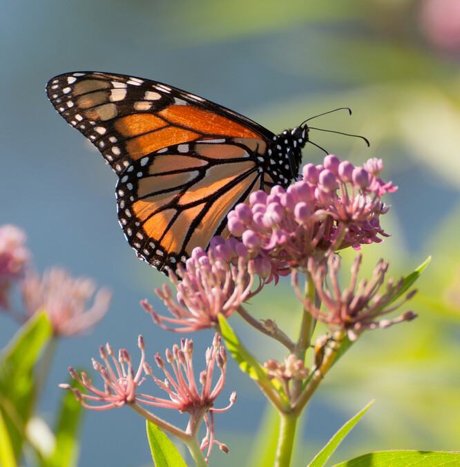 Monarcha stěhovavý je velmi výrazný zástupce motýlí čeledě babočkovitých. / Ilustrační foto