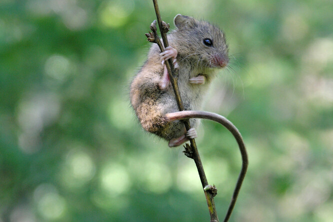 Myšivka horská je velmi drobounká, váží zhruba 10 g.