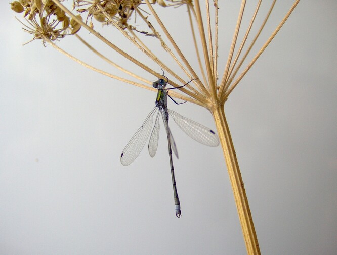 Šídlatka páskovaná. Šídlatka páskovaná.