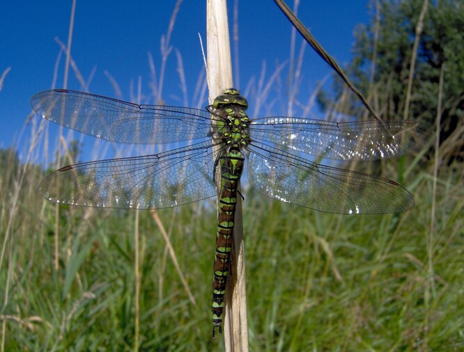 Šídlo modré. Šídlo modré.