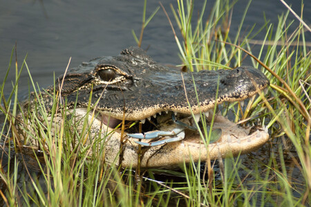 Krokodýli, kosatky, ale i třeba pumy se v posledních letech stále častěji objevují na místech, kde bychom je zase tak úplně nečekali. Na snímku aligátor pojídá kraba ostrovních solných bažinách v Georgii.