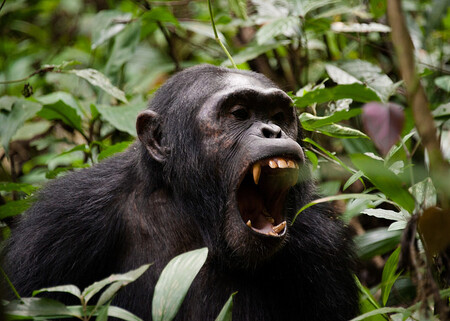 Malé šimpanzí války, vzájemné krvavé řešení sporů, vpády na sousední území včetně vraždění členů cizí tlupy, to jsou záběry, které obvykle v přírodovědných dokumentech o učenlivých primátech nevidíme.