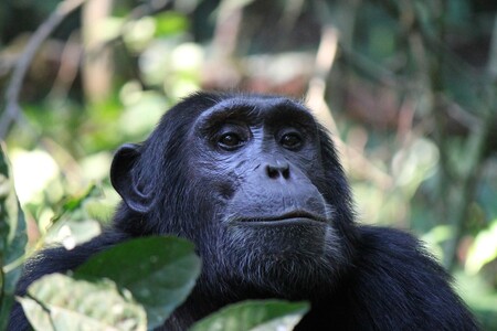 Ostrov šimpanzů u obce Grand-Lahu asi sto kilometrů od Abidžanu je kus tropického lesa u delty řeky Bandaman. Žila na něm dvacítka velkých opic, které byly využívány pro lékařský výzkum rakoviny. Ilustrační snímek.