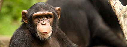 šimpanz Foto: Chi King Flickr