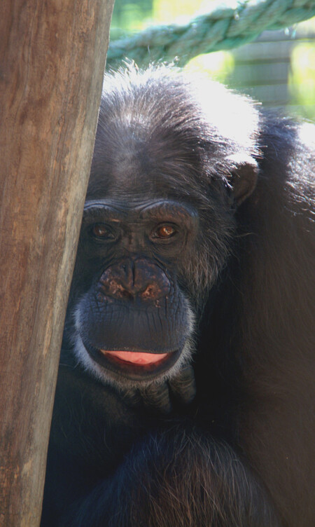 Dosud prováděné návraty jednotlivců totiž měly podobu i výsledek spíše podobný přikrmování šelem, případně nešťastní navrátilci padli za oběť agresivnímu chování jedinců z jiných šimpanzích skupin.
