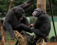 šimpanz v útulku Tacugama