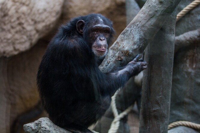 Šimpanzice v ostravské zoo.