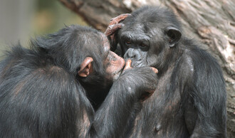 Šimpanzice Maryša (vlevo) a Gina v plzeňské zoo