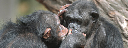 Šimpanzi Foto Zoo Plzeň