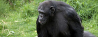 Šimpanz stojící na zadních