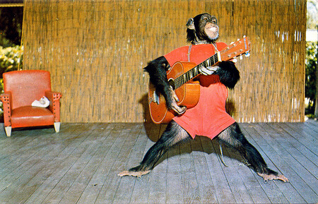 Z obrázku je to jasné: šimpanzi jsou přátelští, milí a skvělí v hraní na kytaru. Nebo je to jinak?
