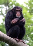 Šimpanz v zoo