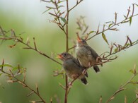 Zpívající pták