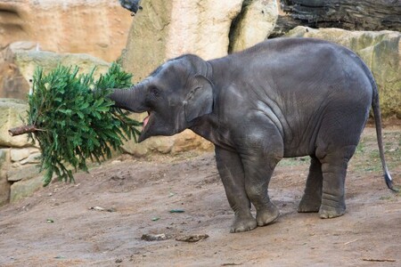 Sloni v pražské zoo našli v stromcích i zábavnou hračku