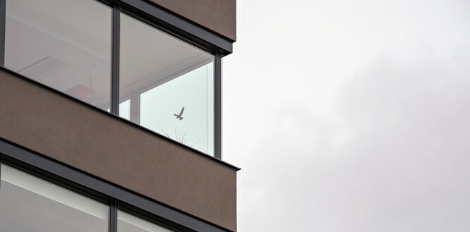Prosklený roh výškové budovy je naprosto průhledný a rychle letící pták nemá šanci rozpoznat překážku. Umístěná silueta dravce není řešení. Pták ji obletí a stejně narazí do skla.