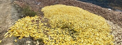 Z mangových pecek lze vyrábět brikety, radí brněnští odborníci v Kambodži Foto: Mendelova univerzita v Brně Z mangových pecek lze vyrábět brikety, radí brněnští odborníci v Kambodži Foto: Mendelova univerzita v Brně