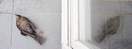 Kos zabitý nárazem do skla. Foto: Ludmila Korešová Česká společnost ornitologická Kos zabitý nárazem do skla. Foto: Ludmila Korešová Česká společnost ornitologická