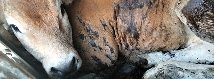 Foto: Animal Welfare Foundation Foto: Animal Welfare Foundation
