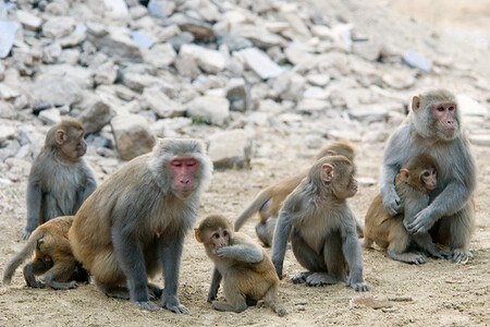 Alfa samci makaka rhesa se uchylovali k výhružnému chování a násilným taktikám, aby ochránili svůj prostor na spaní, samičky a jídlo