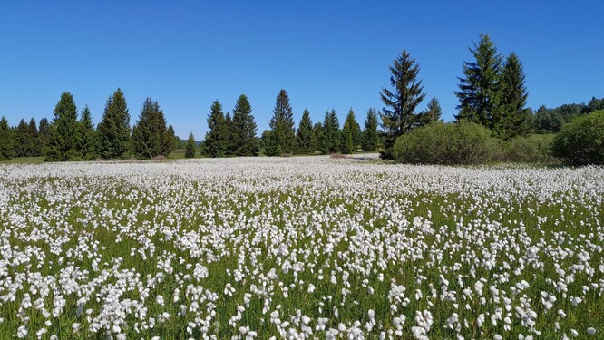 Slatinná louka se suchopýrem v NPP Na požárech. Slatinná louka se suchopýrem v NPP Na požárech.