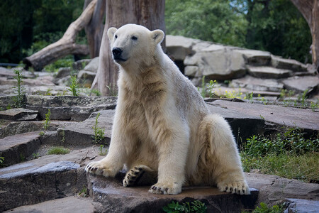 Lední medvěd Knut (na obrázku) byl celebrita berlínské zoo. Na Fritze se veřejnost velice těšila, měl být náhradou za populárního ledního medvěda Knuta, který uhynul před šesti lety.