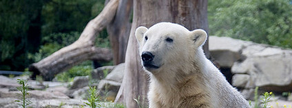 Lední medvěd Knut Foto: Sebastian Niedlich Flickr.com