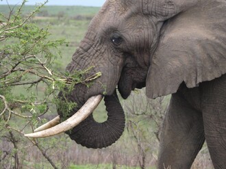 Slon africký obýval původně téměř celou Afriku
