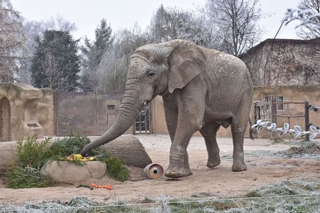 Kito do dvorské zoo přišel v červnu 2009 ze zoo v britském Colchesteru, kde se narodil v roce 2002 matce Tanye a otci Tembovi po umělém oplodnění. Jeho úmrtí bylo rychlé a nečekané.