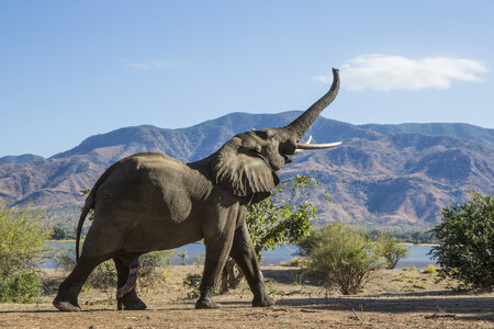 V Zimbabwe jsou sloni slibnou komoditou zahraničního obchodu. / Ilustrační foto