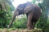 Slon africký v Pobřeží slonoviny