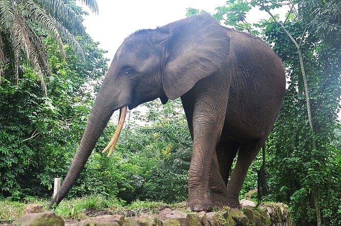 Populace slonů se snížila z 1100 jedinců v roce 1990 na současných méně než 500," uvedl Martial Kouamé Mé z ministerstva lesů a vod.