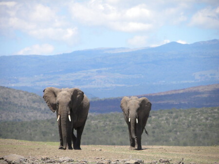 Sloni v Keni.