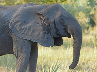 Slonice bez klů v mosambijském parku Gorongosa 